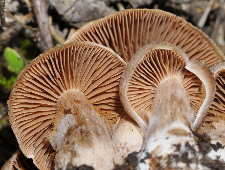 Cortinarius sp. -  cespitoso